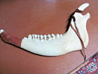 Antique Native Indian  Bleached Out Buffalo Jawbone Warclub  Plains Native  Old