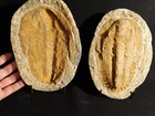 Big  530 Million Year Old  Andalusiana Trilobite Fossil Anif Morocco 2222gr