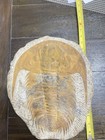 15inch Trilobite Fossil  paradoxides  On Matrix 