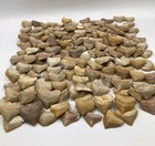 Authentic Squalicorax Shark Teeth Fossils Cretaceous Corax Tooth Teeth Fossil 