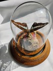 Entomology Swallow Tail Butterfly Glass Dome 4 75  H Taxidermy