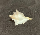 Muricidae Murex Vespertilio 23 9mm Balut  Philippines