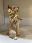 Royal Doulton Begging Cairn Terrier Antique Rare
