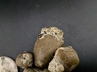 Real Permineralized Reptile Egg Fossil  Clutch 