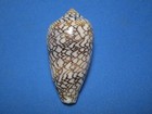 Conus Textile F  Tenuiornata  bozzetti  2011   nice Colors     51 8mm 