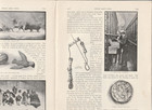 1901 Historic Toys Magazine Article Pages national Museum  Washington D c doll