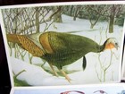 1906 Rare Antique Original Colorful Birds 6 Art Prints Lot With Pamphlet Fv1607