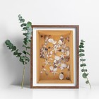 1000 Pcs Mini Sea Shells Small Starfish Mixed Tiny Bulk Craft Natural Decor