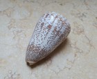 Conus Arenatus 80 6mm Beautiful Wow Pattern Red Sea Shell Coloration Specimen