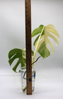 Monstera Albo Borsigiana Variegated Top Cutting Rooted