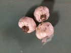 Garlic   italian Inchelium Red Garlic  Grown In The Usa