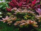 1 Stem Ludwigia Sphaerocarpa  Live Aquarium Plants Beautiful    Free S h Rare  