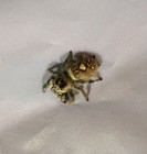 Regal Jumping Spider Phidippus Regius Babies