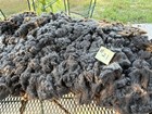 Targhee Raw Wool Fleece  21 Med  Gray