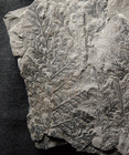Rare Extinct Carboniferous Plant Fossil Fern Sphenopteris Kevretensis