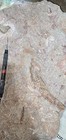 Ultra Rare  Partial  Permian  Amphibian Skeleton In Block  Waurika  Oklahoma 
