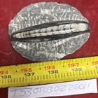 Orthoceras Fossil Specimen In Matrix