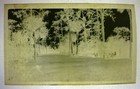 1920s Family Picnic Park Florida Fl Antique Vintage Photo Negative 3 6 X 5 8 H