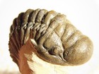 Enrolled  Crotalocephalina Trilobite Fossil 100  Natural Morocco 94 5gr