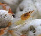 10 2 Orange Rili Shrimp Live Freshwater Shrimp Aquarium Neocaridina Inverts