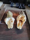 Real Rattlesnake And Cotton Mouth Heads