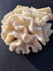 Natural  White Ocean Fossilized Brain Coral Reef Specimens Mineral 
