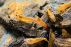 20 2 Orange Sunkist - Freshwater Neocaridina Aquarium Shrimp  Live Guarantee