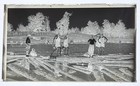 Antique Glass Plate Photo Negative - Boys Playing On The Logs In The Water