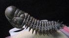 Flying Trilobite Crotalocephalina  crotalocephalus  Fossil Foum Zguid Morocco