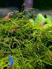 Vesicularia Montagne 3x Christmas Moss Live Freshwater Aquarium Plants