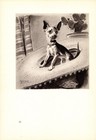 1947 Vintage Chihuahua Print Morgan Dennis Chihuahua Illustration Wall Art 7043b