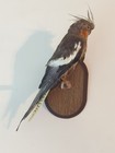 Vintage Perched Cockatiel Taxidermy Bird Wall Mount 