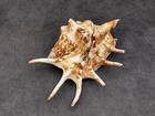Spider Conch Seashell Large Lambis Lambis  1 Shell Approx  5  Inches 