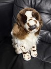 Douglas Bass Pro Shops Springer Spaniel Plush Dog 16    Realistic Animal Nwt