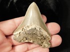 Larger  100  Natural Megalodon Shark Tooth Fossil 40 0gr