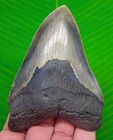 4 56  Megalodon Shark Tooth  Real Fossil North Carolina  Usa - No Restoration