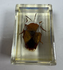 Nine Insect Bugs In Acrylic Lucite Resin Blocks Scorpion Beetle Magnifying Glass