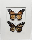 Real Framed Monarch Butterflies m f  From Costa Rica