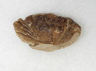 Crab Fossil  Coeloma Tannicum Oligocene Epoch 25-38 Million Years Ago  980