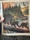 Vintage 1950 1953 L l  Bean Spring Catalogs Hunting Fishing Canoe Maine Complete