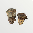 4 Possible Whale Or Dolphin Cetacean Fossilized Vertebrates North Carolina