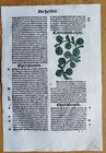 Post Incunable Leaf Hortus Sanitatis Colored Woodcuts Botany Heleborus - 1511
