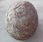 Segnosaur Dinosaur Egg Fossilized Crystallized Fossil Jurassic Cretaceous World