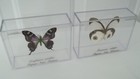 2 Framed White   Purple Real Butterflies Taxidermy In Acrylic Cases  Nice Set 