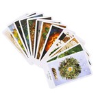 Tarot Cards - The Herbcrafter s Tarot - Small Format Cards - Used Like New