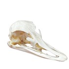 Professional Natural Real Animal Skull For Science Education   Unique Gifts