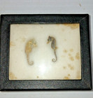 2 Vintage Natural Dried Sea Life Creature Skeleton Horse