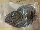 Pheasant Wings For Training Or Crafts