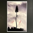 Signed Manchester Orchestra Black Mile Poster  Proof  autograph Not Vinyl   Cd 