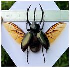 Taxidermy Giant Atlas Beetle Insects Oddities And Curiositie Entomology Gift
